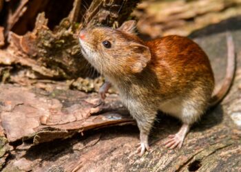 Chile declaró una alerta sanitaria por la letalidad del hantavirus