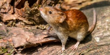 Chile declaró una alerta sanitaria por la letalidad del hantavirus