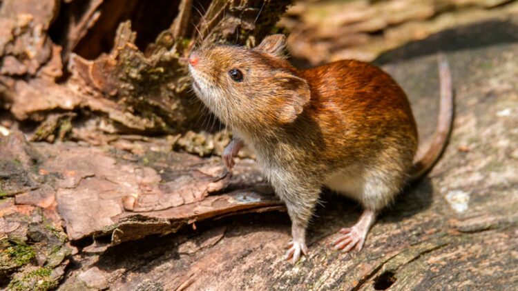 Chile declaró una alerta sanitaria por la letalidad del hantavirus El hantavirus es una enfermedad viral endémica en Chile, transmitida principalmente por el ratón de cola larga.