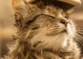 Gato