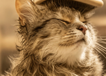 Gato