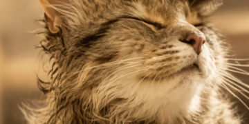 Gato