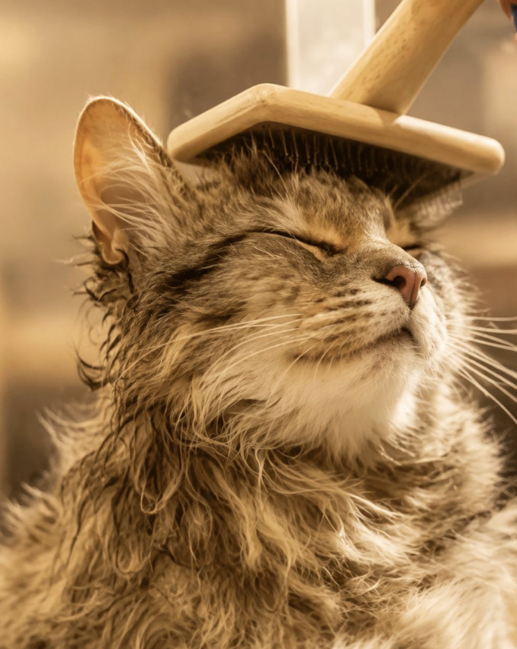 Cuándo conviene bañar a un gato y qué señales indican que realmente lo necesita Gato
