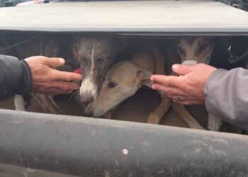 Detuvieron a 16 personas y rescataron más de 20 perros utilizados para la caza ilegal