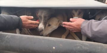 Detuvieron a 16 personas y rescataron más de 20 perros utilizados para la caza ilegal