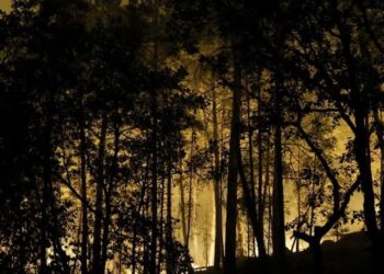 Detuvieron a seis personas por los incendios en el bosque de Fontainebleau