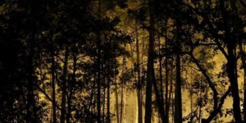 Detuvieron a seis personas por los incendios en el bosque de Fontainebleau