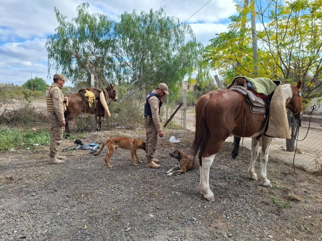 Detuvieron a tres jóvenes en Córdoba acusados de caza ilegal
