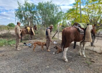 Detuvieron a tres jóvenes en Córdoba acusados de caza ilegal