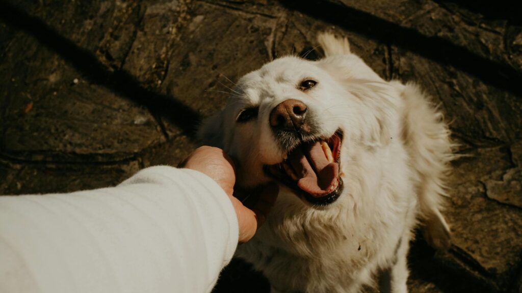 Día Mundial del Perro: crece la expectativa de vida, pero el abandono sigue siendo un desafío Perro