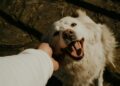 Perro