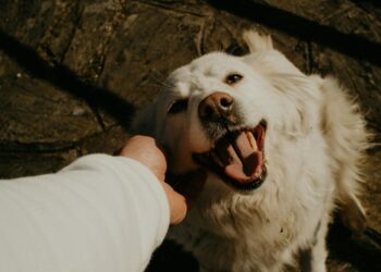Perro
