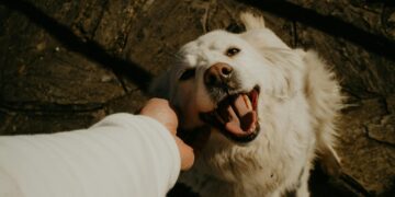 Día Mundial del Perro: crece la expectativa de vida, pero el abandono sigue siendo un desafío Perro