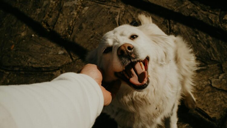 Día Mundial del Perro: crece la expectativa de vida, pero el abandono sigue siendo un desafío Perro