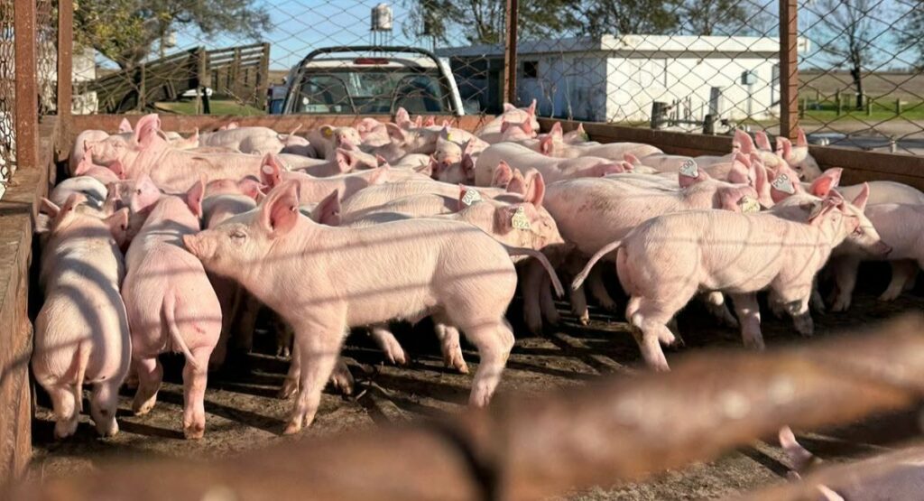 Una de las líneas de investigación afectadas en INTA Marcos Juárez está vinculada a la alimentación diferencial de cerdos para producir embutidos enriquecidos con omega.