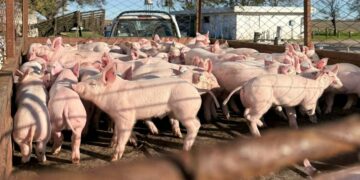 Una de las líneas de investigación afectadas en INTA Marcos Juárez está vinculada a la alimentación diferencial de cerdos para producir embutidos enriquecidos con omega.