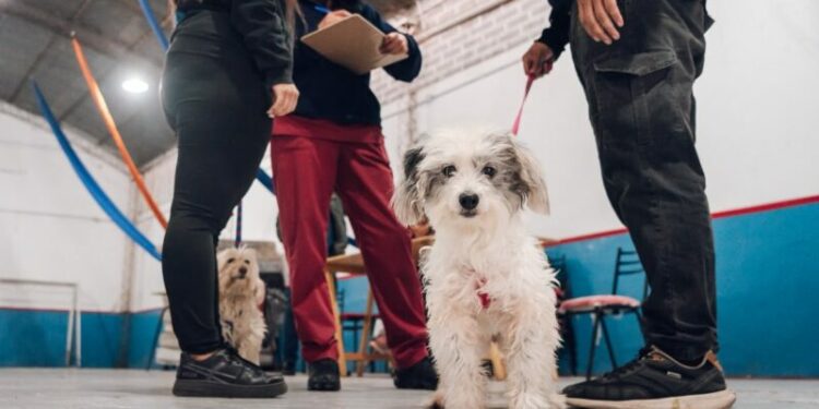 Continúan los operativos de vacunación antirrábica para perros y gatos La atención será por orden de llegada en todos los espacios.