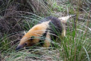 Rescate y regreso a la naturaleza: liberaron animales silvestres en Córdoba