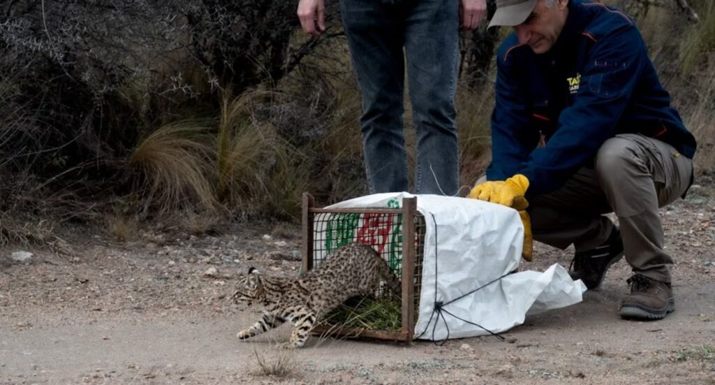 Rescate y regreso a la naturaleza: liberaron animales silvestres en Córdoba