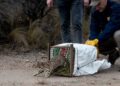 Rescate y regreso a la naturaleza: liberaron animales silvestres en Córdoba