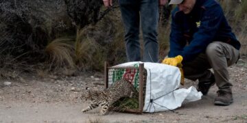 Los ejemplares habían sido rescatados y recuperados en centros especializados.