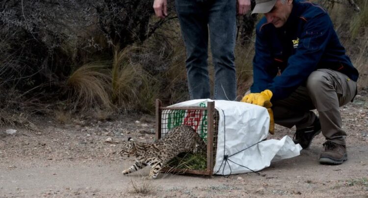 Los ejemplares habían sido rescatados y recuperados en centros especializados.