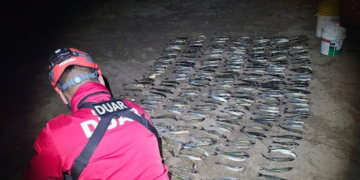 Secuestraron 255 pejerreyes en el Dique La Viña tras un control preventino Pejerrey