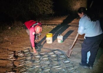 Secuestraron 255 pejerreyes tras un operativo de control