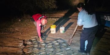 Secuestraron 255 pejerreyes tras un operativo de control