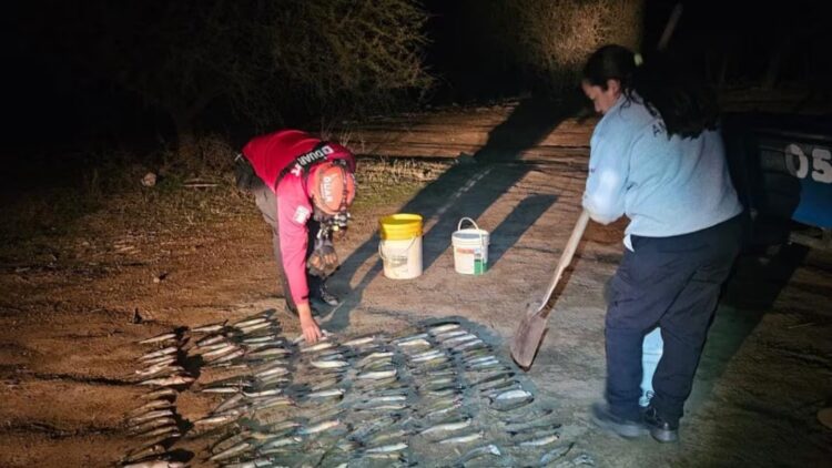 Secuestraron 255 pejerreyes tras un operativo de control El hecho ocurrió en el Dique La Viña.