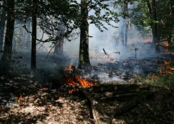Un incendio arrasa el bosque de Fontainebleau, cerca de París