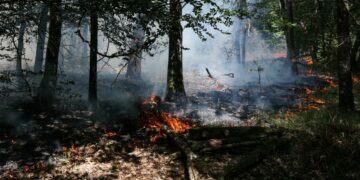 Un incendio arrasa el bosque de Fontainebleau, cerca de París
