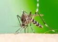 Chikungunya: notificaron 13 nuevos casos en el país