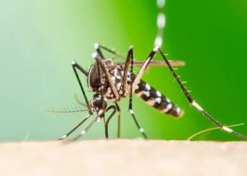 Chikungunya: notificaron 13 nuevos casos en el país