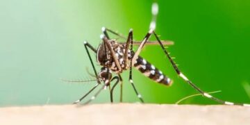Chikungunya: notificaron 13 nuevos casos en el país