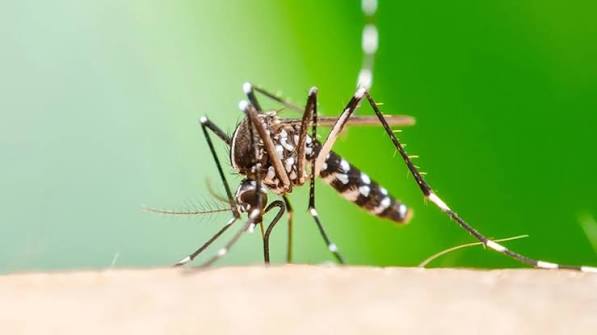 Chikungunya: notificaron 13 nuevos casos en el país El último Boletín Epidemiológico Nacional confirmó 13 nuevos casos de chikungunya y ratificó la tendencia descendente de la enfermedad. Además, el dengue no registró nuevos contagios en la última semana.