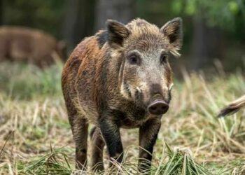 Río Negro impulsa una ley para habilitar la venta de carne de jabalí y guanaco en el mercado formal Río Negro impulsa una ley para habilitar la venta de carne de jabalí y guanaco en el mercado formal