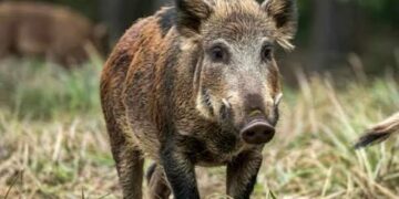 Río Negro impulsa una ley para habilitar la venta de carne de jabalí y guanaco en el mercado formal Río Negro impulsa una ley para habilitar la venta de carne de jabalí y guanaco en el mercado formal