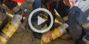 Alto Alberdi: bomberos rescataron a un gato durante un incendio Imagenes del operativo por incendio gestado en un domicilio de B° Alto Alberdi.