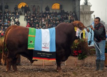 La provincia sumó grandes campeonatos en bovinos y ovinos en la tradicional muestra ganadera.