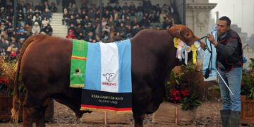 Cabañas de la provincia fueron distinguidas en la Exposición Rural de Palermo La provincia sumó grandes campeonatos en bovinos y ovinos en la tradicional muestra ganadera.