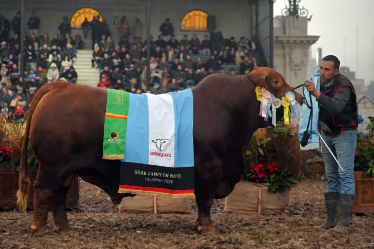 La provincia sumó grandes campeonatos en bovinos y ovinos en la tradicional muestra ganadera.