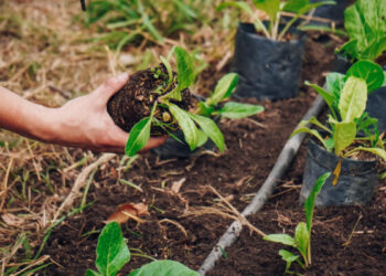 Las Huertas Inclusivas darán plantines de hortalizas a cambio de residuos orgánicos El espacio ofrece talleres gratuitos de huerta para infancias, adultos mayores y para la comunidad en general.