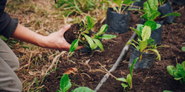 Las Huertas Inclusivas darán plantines de hortalizas a cambio de residuos orgánicos El espacio ofrece talleres gratuitos de huerta para infancias, adultos mayores y para la comunidad en general.