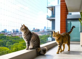 Menos espacio y más autonomía: la transformación del hogar que beneficia a los gatos