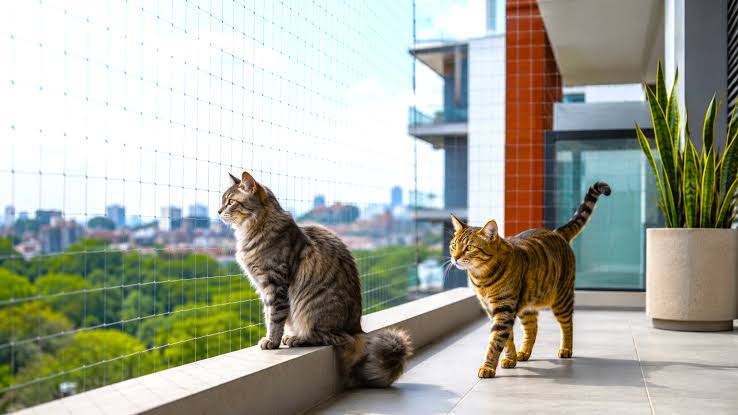 Menos espacio y más autonomía: la transformación del hogar que beneficia a los gatos Viviendas chicas y nuevas rutinas impulsan la convivencia con felinos.