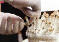 Microdosis de psilocibina en la salud mental: Córdoba debate sobre su potencial