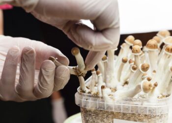 Microdosis de psilocibina en la salud mental: Córdoba debate sobre su potencial