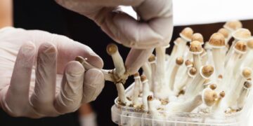 Microdosis de psilocibina en la salud mental: Córdoba debate sobre su potencial