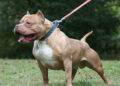 Pitbull